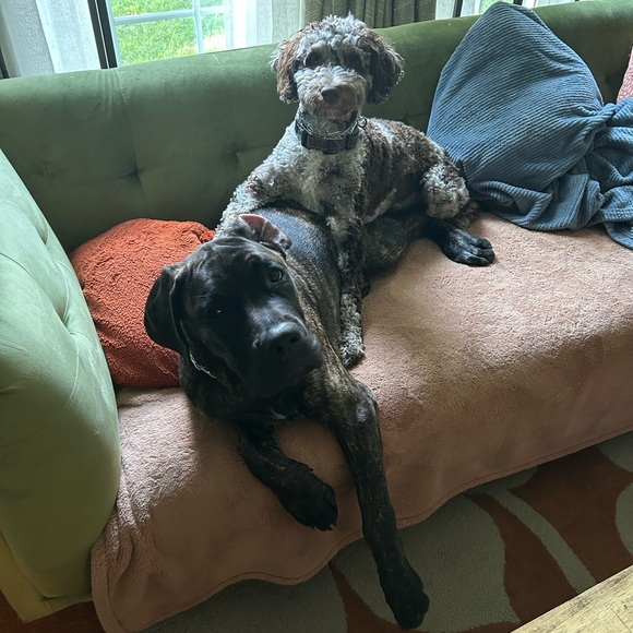 Meet your Posher, Lisa - Picture 4 of 9